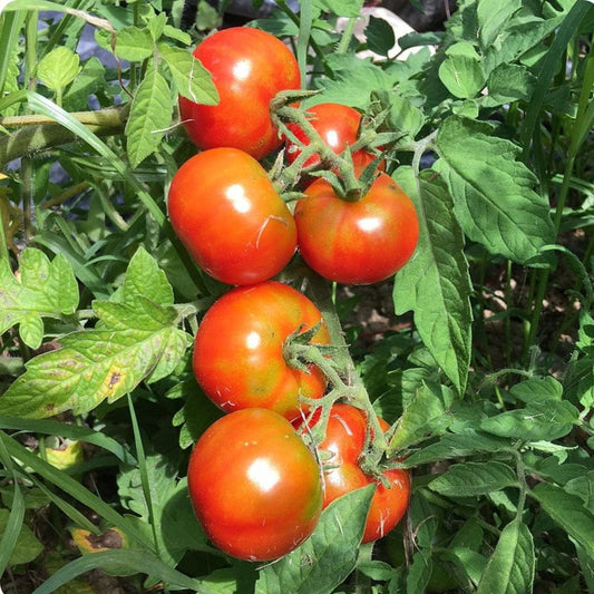 Country (Naatu) Tomato