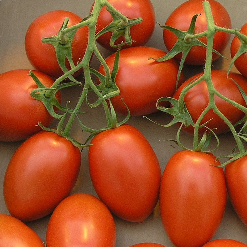 ⁠Roma (R/Y) Tomato