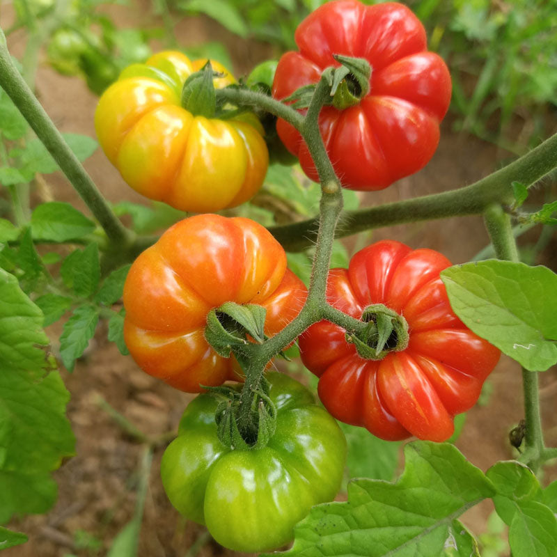 TOGO Tomato