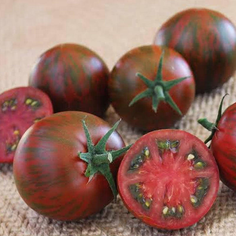 Polur Striped Tomato