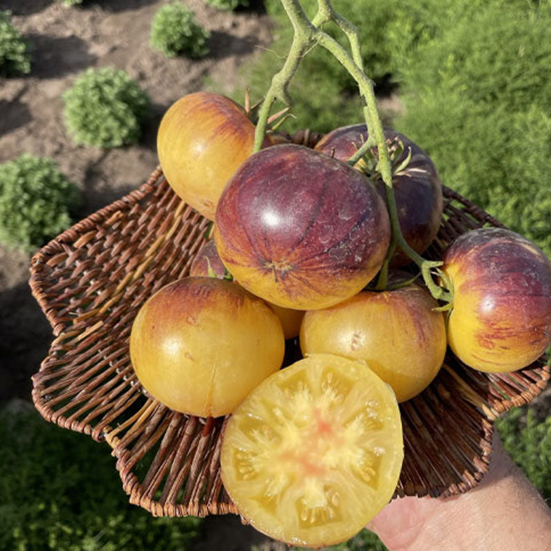 Cream yellow Tomato