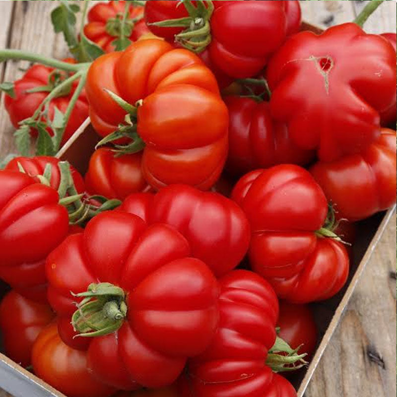 Red Ruffled Tomato