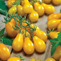 Yellow ⁠Pear Tomato