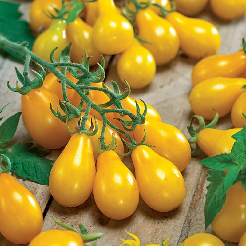 Yellow ⁠Pear Tomato