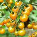 Yellow cherry Tomato