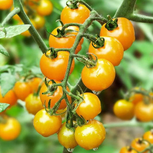 Yellow cherry Tomato