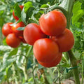 Madanapalli Tomato