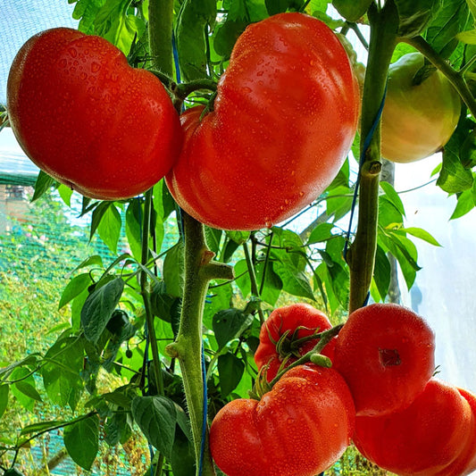 Red Apple Tomato