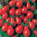 Red Pear Tomato