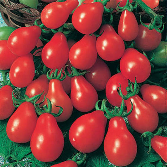 Red Pear Tomato