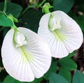 White Sangu Poo Pod