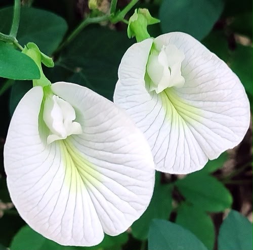White Sangu Poo Pod