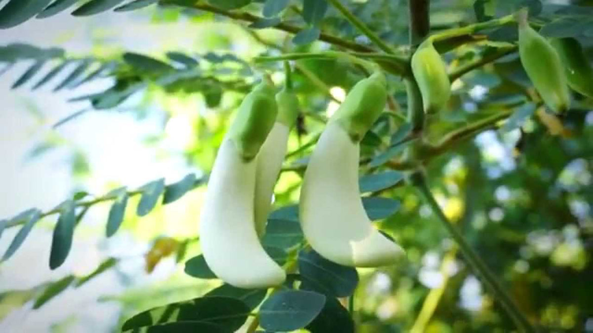 White Agathi Keerai Seed