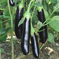 Black Long Brinjal