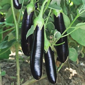Black Long Brinjal
