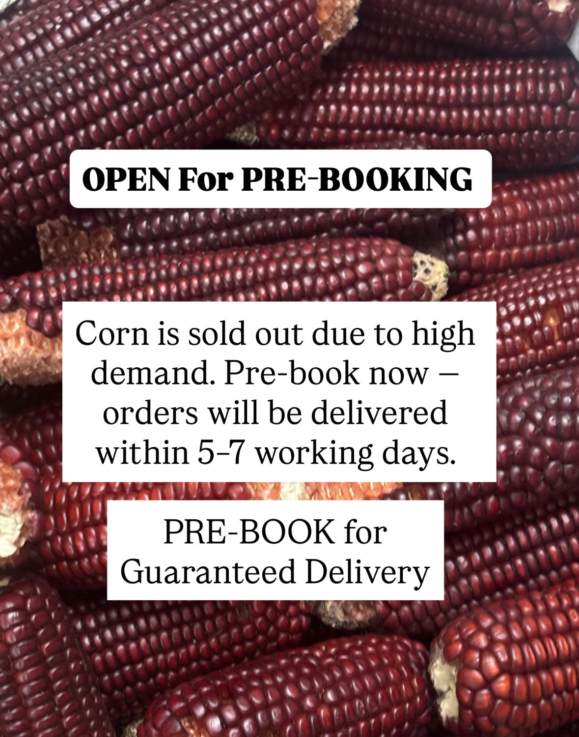 Edible RED CORN Pre-Booking - Set of 2