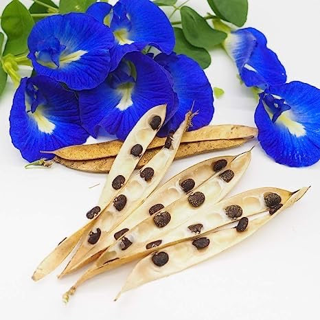 Blue Sangu Poo Pod