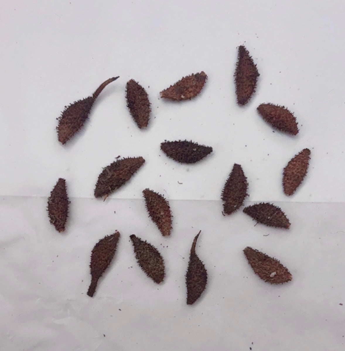Elumbotti Seeds (10-12 No.) for Bone