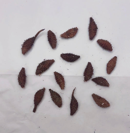 Elumbotti Seeds (10-12 No.) for Bone