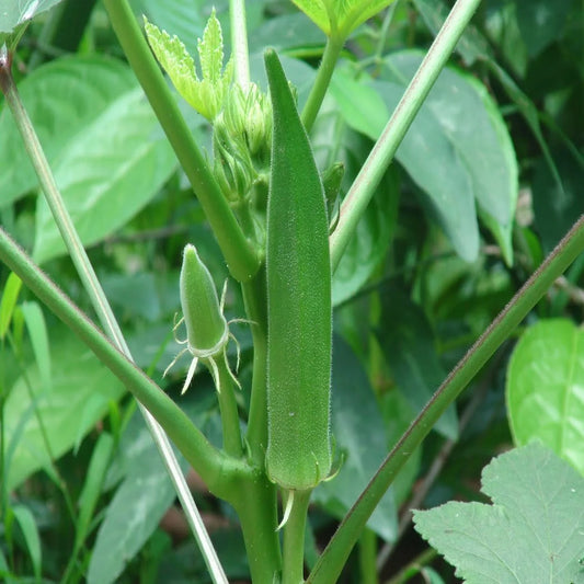 Green Okra