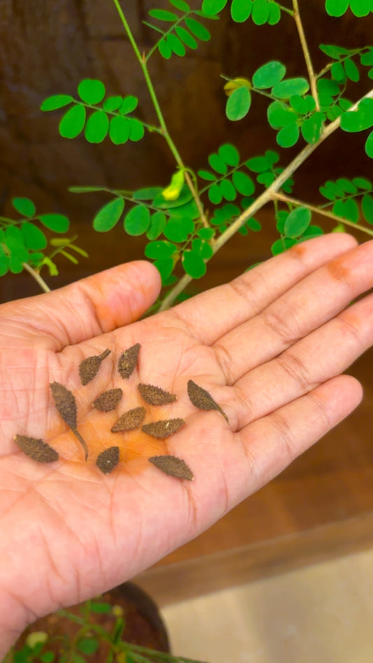 Elumbotti Seeds (10-12 No.) for Bone