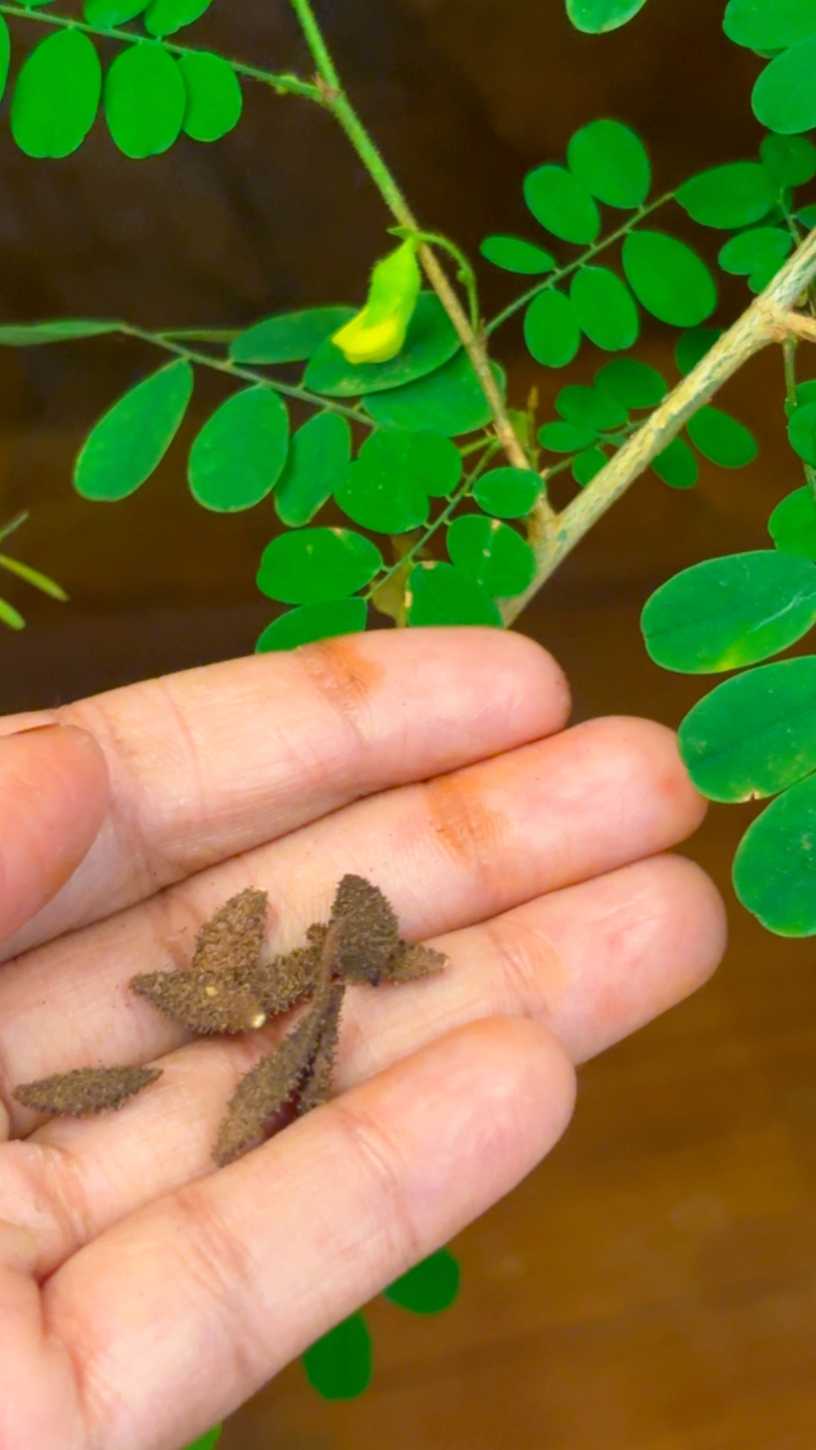Elumbotti Seeds (10-12 No.) for Bone
