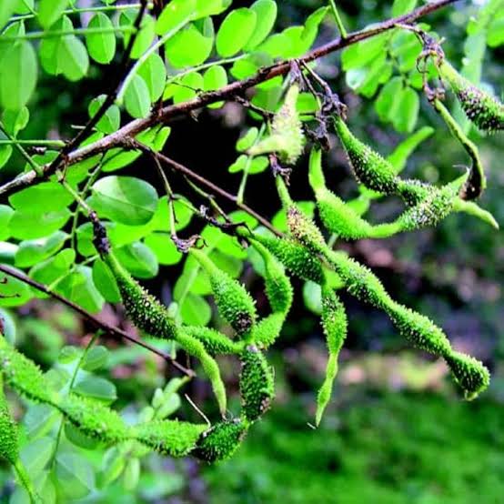 Elumbotti Seeds (10-12 No.) for Bone
