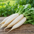 Radish – Mullangi