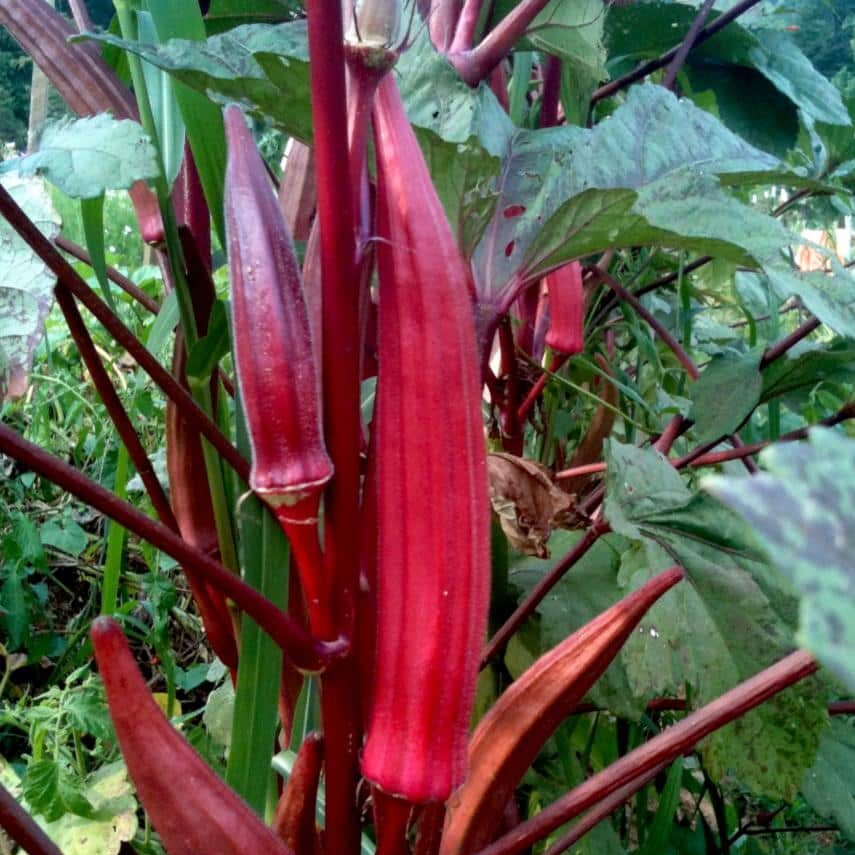 Red Okra Seed