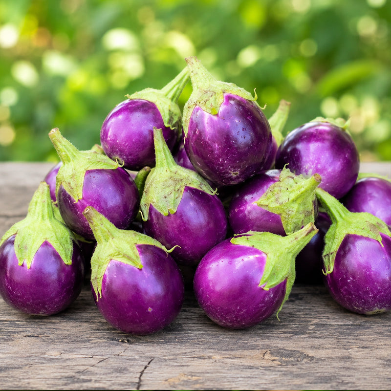 Thorn Brinjal – Elavambadi Mull Kathri