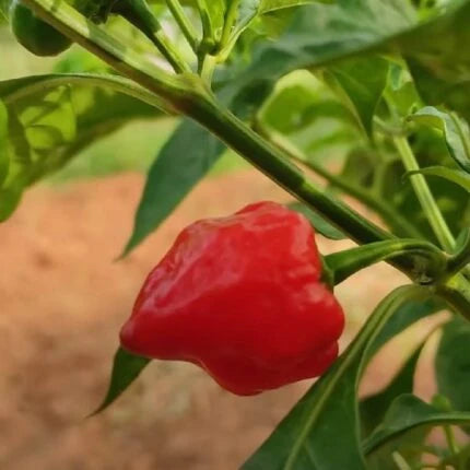 Ghee Chilli Seeds