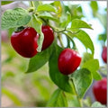 Gundu Chilly Seed
