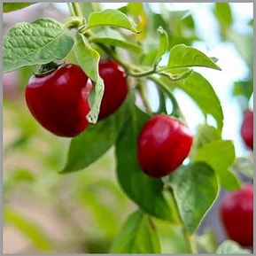Gundu Chilly Seed