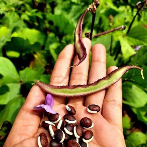 Chedi Koli Avarai Seed