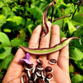 Chedi Koli Avarai Seed