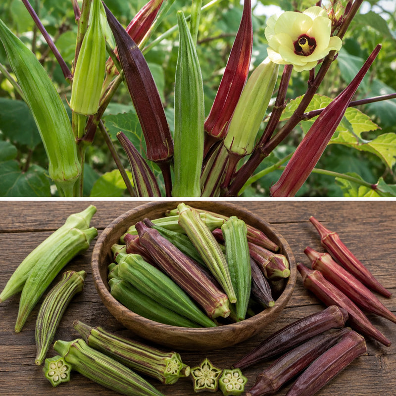 Mixed Okra – 4 to 6 Varieties
