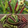 Mixed Okra – 4 to 6 Varieties