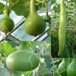 Mixed Bottle Gourd Seed
