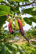 🎁Mulberry Plant Cuttings - ₹1 with every order above ₹700!