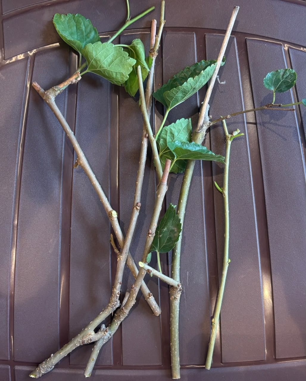 🎁Mulberry Plant Cuttings - ₹1 with every order above ₹700!