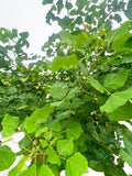 MULLU MURUNGAI
