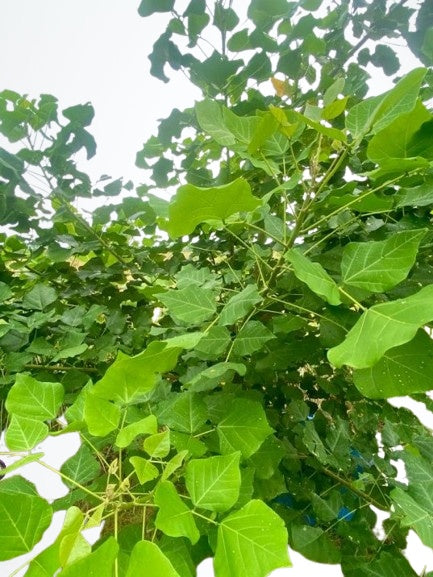 MULLU MURUNGAI