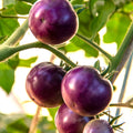 Indigo Cherry Tomato Seed
