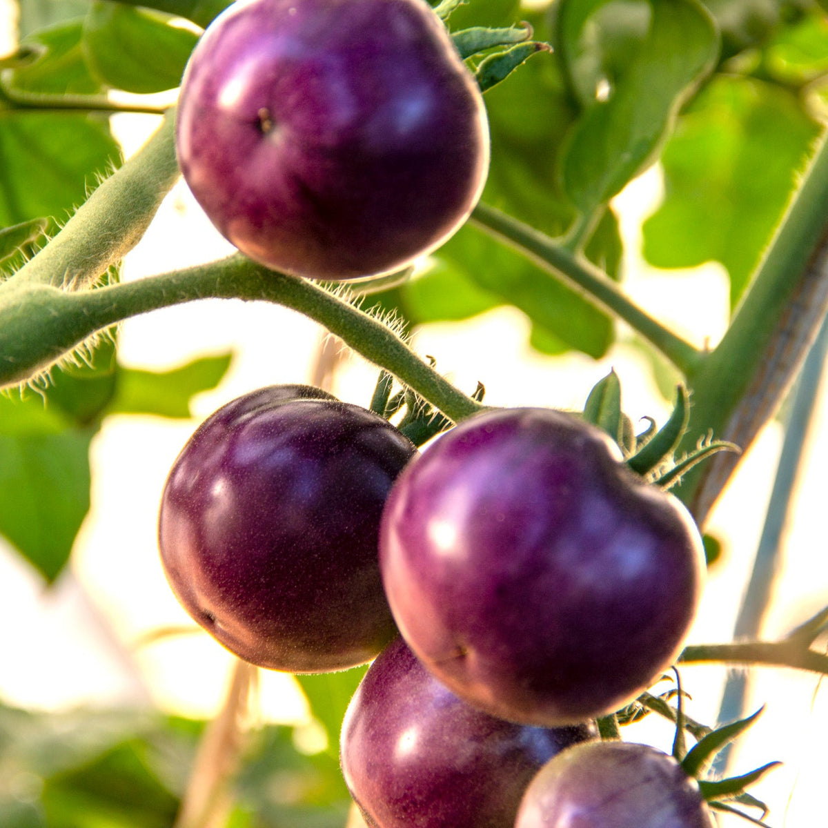 Indigo Cherry Tomato Seed