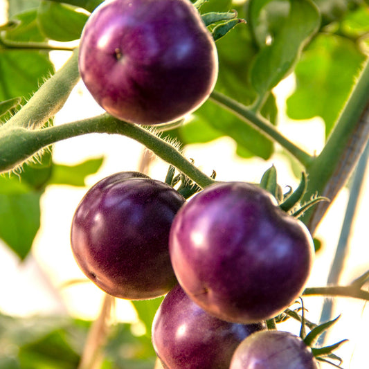Indigo Cherry Tomato Seed