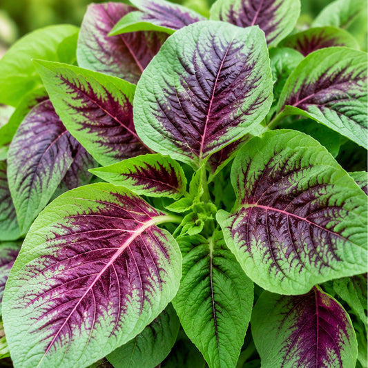 Peacock Amaranthus – Mayil Keerai