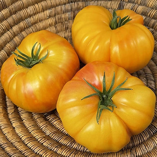 Doyong Yellow Tomato