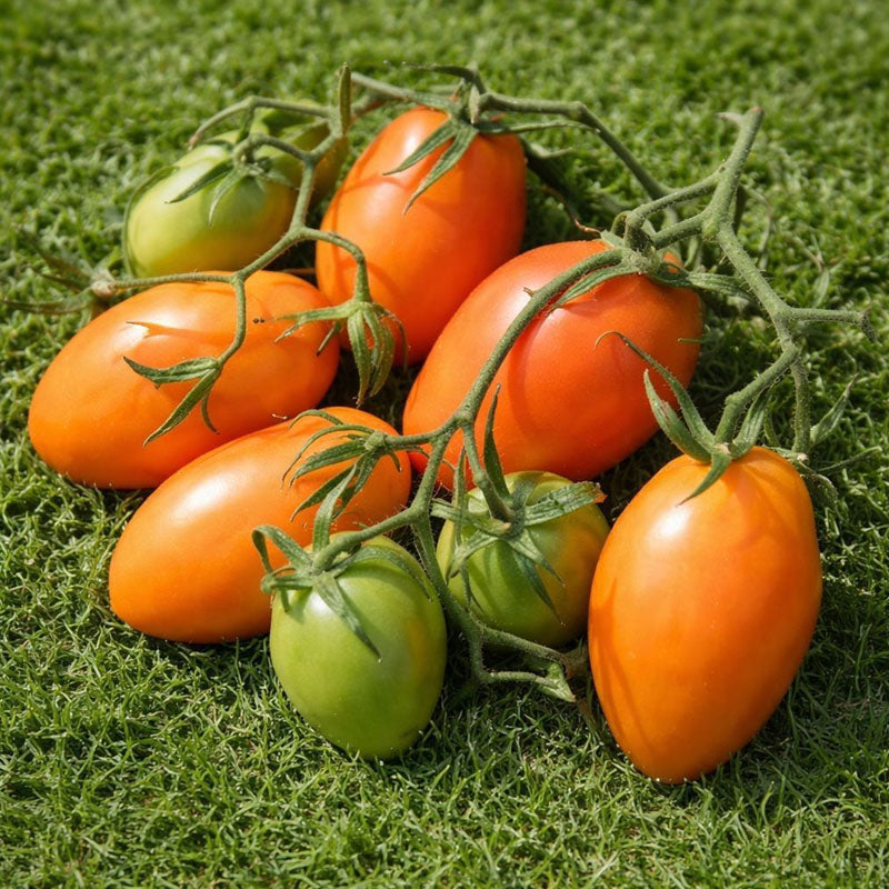 Roma Orange Tomato