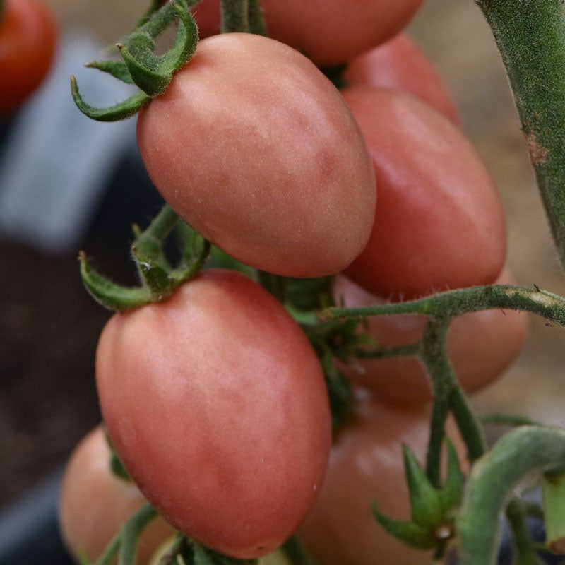 Roma Pink Tomato