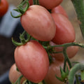 Roma Pink Tomato